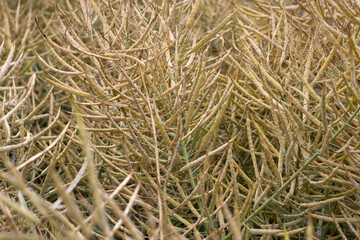 Fototapeta premium Dried rapeseed stalks standing in a rural field in China.