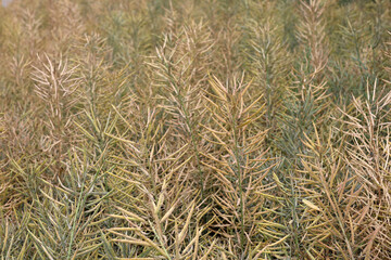 Fototapeta premium Dried rapeseed stalks standing in a rural field in China.