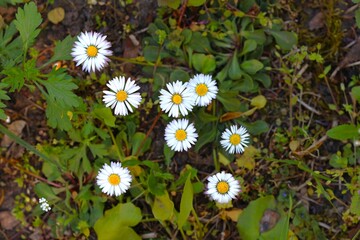 Flowering perennial daisies (Bellis perennis) growing in the wild, top view © Ivan Trybushnyi
