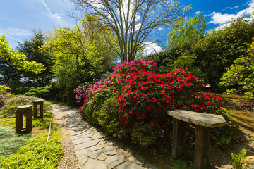 Obraz premium Beautiful blooming garden path with colorful azaleas in Prague