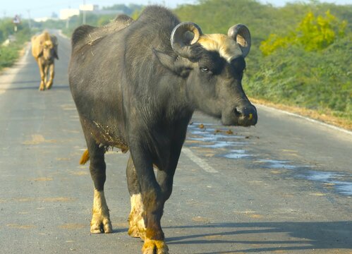 A water bedfellow on city road
