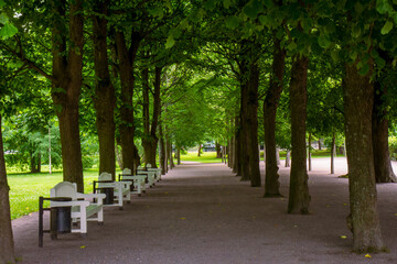 Obraz premium Park alley with green trees and white benches in summer