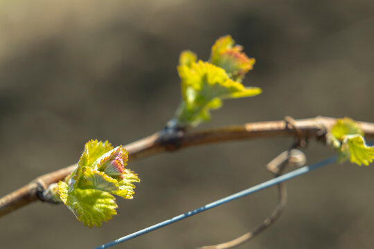 Young grape shoots emerging in Bzenec vineyard