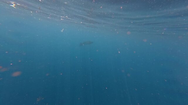 Sea turtle swimming over a beautiful coral reef in the tropical blue ocean,gracefully through crystal clear turquoise water