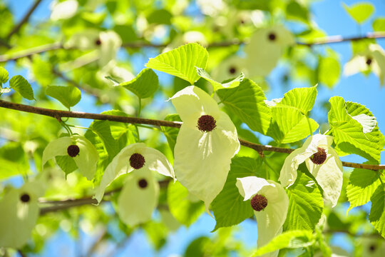 青空に映える美しいハンカチノキの花  Beautiful Handkerchief tree flowers against a clear blue sky