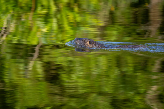 L'animal dans l'eau
