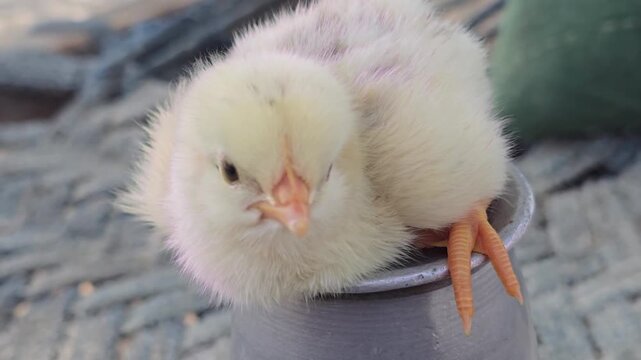 Fluffy yellow baby chick sitting in a small pot, adorable newborn chicken on a rustic farm background, cute poultry bird close-up for spring and easter concepts
