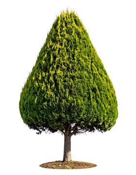 A well-maintained green tree with a conical shape