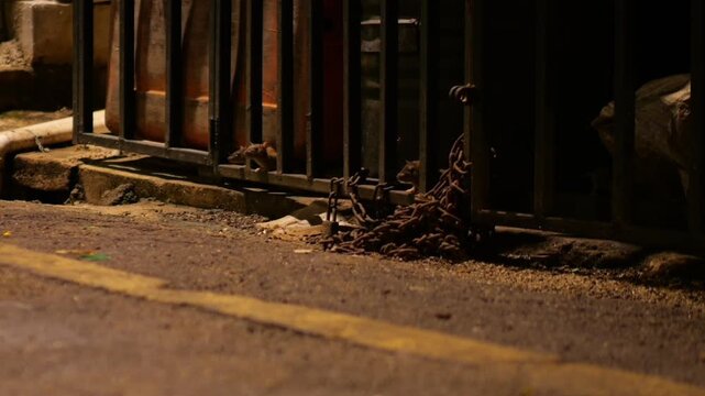 Group of young brown rats cautiously sniffing air at base of metal grid, ready to retreat to their shelter, as adult rat emerges and carefully walks onto street asphalt.