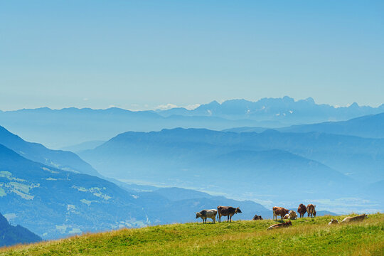 A serene landscape of cows grazing in a lush green meadow
