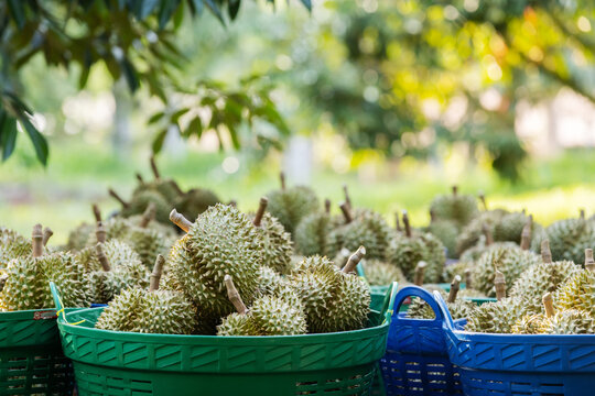Monthong Durian Prepared for Export to Meet Global Market Demand