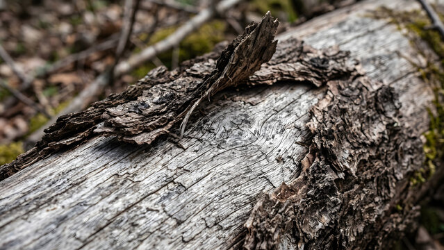 Close up of rough tree bark texture on a fallen log in the forest
