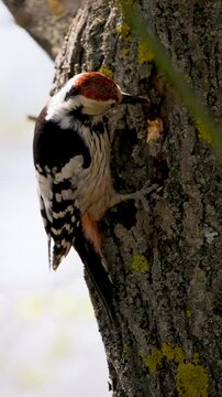 Professional vertical 4k b-roll featuring white-backed woodpecker drumming on trunk. Beautiful bird in spring forest extracting insects from under bark. Cinematic wildlife background for environmental
