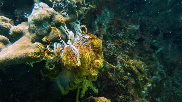 Close-up underwater footage of a yellow crinoid feather star near the coast of Nha Trang, Vietnam. Tropical marine wildlife moving gently in ocean water.