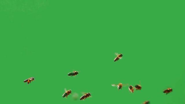 Swarm of honey bees flying on green screen background, Live sound.