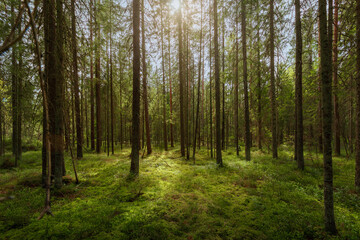 Fototapeta premium A forest with green moss covering the forest floor, evergreen coniferous moist forest