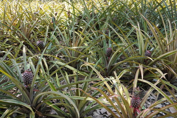 Fototapeta premium Pineapple Plants Growing in Tropical Agricultural Field