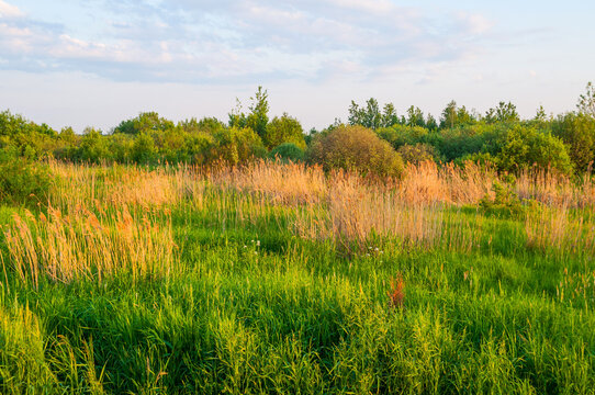 Summer field background, a rural field overgrown with grass, bushes and trees and pastel clouds in the sunset sky, countryside nature landscape scene in soft picturesque tones
