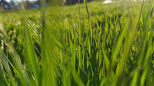 Close up of fresh green grass blades in a sunny meadow. spring nature background, lush lawn texture, summer growth.