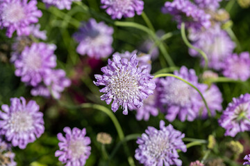 Obraz premium Close-up of blooming Scabiosa columbaria Pink Mist flowers with soft purple petals and blurred garden background.