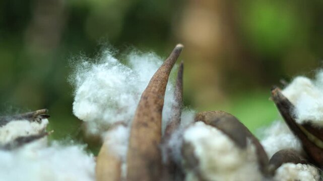 Sustainable Vegan Kapok Filling for Eco-Friendly Pillows and Insulation. Natural Silk Cotton Pods.