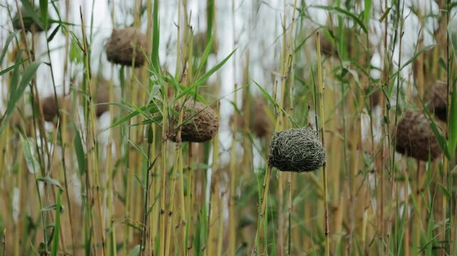 Close-up of hanging weaver bird nests woven in dense bamboo-like vegetation, intricate natural architecture of wild birds suspended among lush green reeds in tropical habitat with detailed wildlife