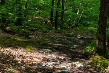 Fototapeta premium Auf dem Karstwanderweg am Bauerngraben im Biosphärenreservat Gipskarst Südharz