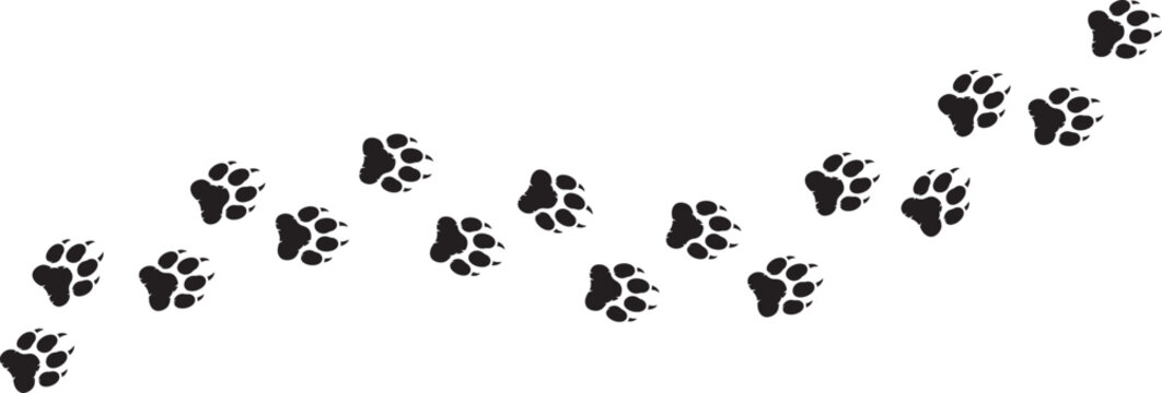 Black wolf paw footprint traces, track, tracking. Animal paw prints trail, wolf footprints path isolated on white background