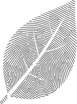 A black fingerprint on a white background with a leaf shape