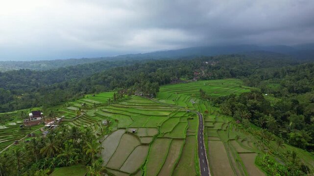 Aerial drone footage of Subak Piak green terrace rice fields road in Tabanan, Bali island, Indonesia, with coconut trees, new cafe touristic area, and forests down Batukaru mountain