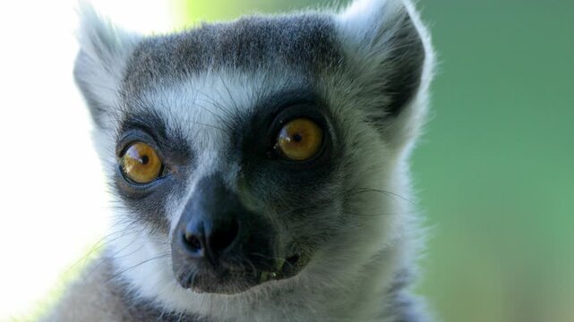 Close-up Portrait of a Ring-Tailed Lemur Looking Around at Australia Zoo
