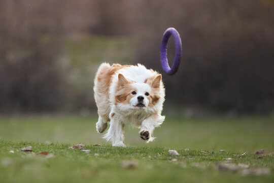 A Border Collie dog runs with a purple ring toy across grass outdoors. Motion blur and natural scenery create energetic park atmosphere.