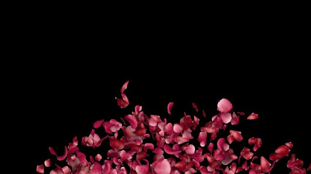 Cinematic Rose Heart Reveal with Alpha