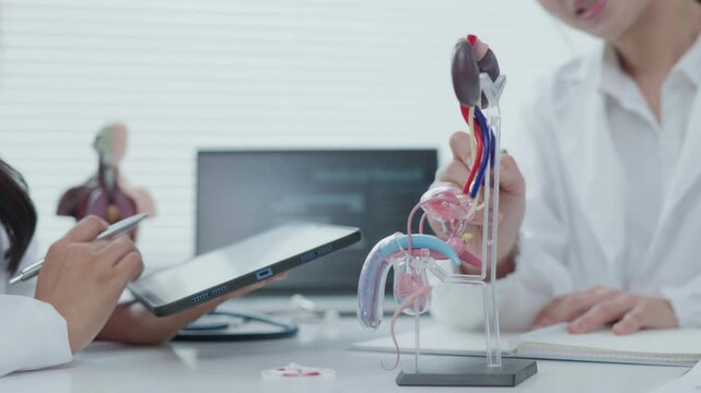 Medical Demonstration of Urinary System Anatomy by Doctor in Clinical Office Educational Content Professional Environment Close-up View