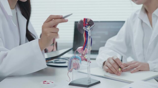 Medical Demonstration of Urinary System Anatomy by Doctor in Clinical Office Educational Content Professional Environment Close-up View