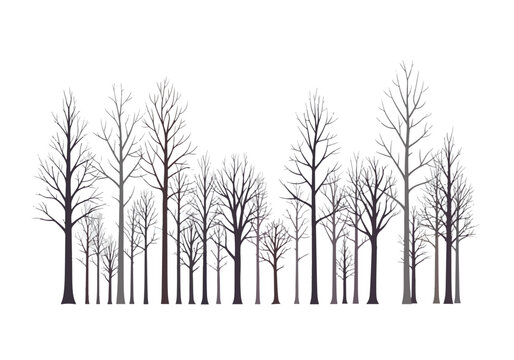 Bare Trees Silhouettes Against White Background.