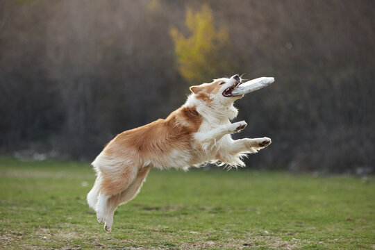 A Border Collie dog jumps high in a grassy park while playing outdoors. Dynamic movement and soft background create lively action atmosphere.