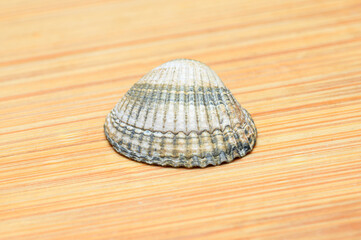 Single ribbed seashell resting on a textured wooden surface © dimas830