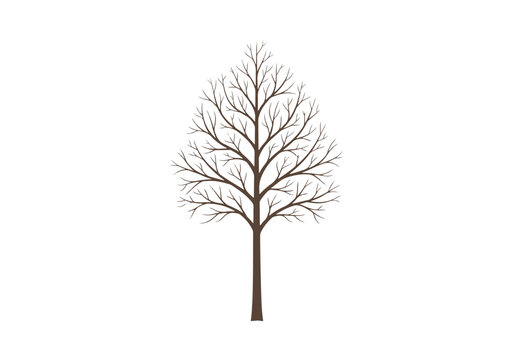 Bare Tree Silhouette with Intricate Branching Pattern.