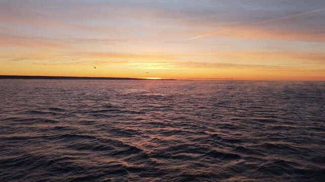 Southern right whale (Eubalaena australis) performs fluke dive near Puerto Madryn, Chubut Province, Patagonia, Argentina during sunrise in Atlantic coastal breeding waters, pullback shot