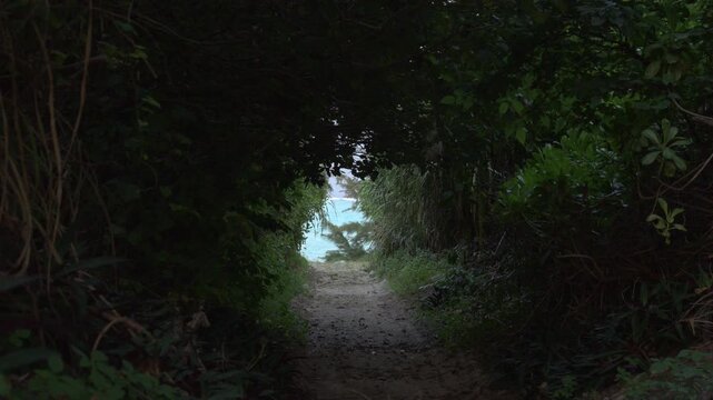 緑のトンネルを抜けてエメラルドグリーンの海へ続く小道と亜熱帯の自然
