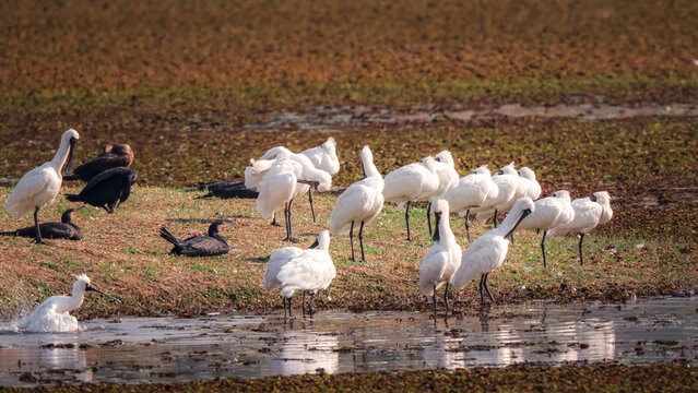 Flock of black-faced spoonbills and cormorants resting at wetland mudflat
