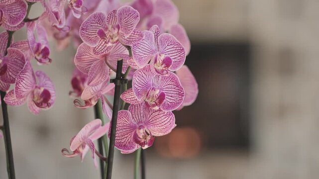 Close up of pink moth orchid flowers with a beautiful striped pattern on a blurred background