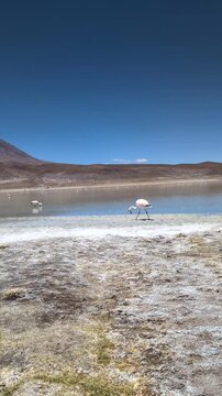 Andean flamingo walking near the salt lake shores of Laguna Colorada in Bolivia, beautiful wildlife and nature landscape of Altiplano high altitude desert with volcanic mountains backdrop