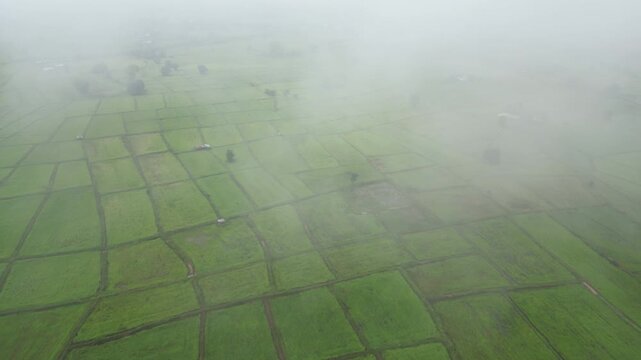 Aerial view of misty paddy field and country road surrounding a rural village at dawn. These areas serve as one of the country's most important rice-producing regions in Thailand.