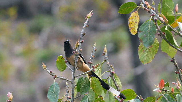 Rufous Treepie Perched on Budding Tree Branch in Natural Mountain Habitat