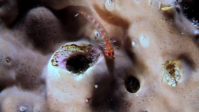 A tiny shrimp and other crustaceans navigate the intricate burrows within a coral reef sponge. They are searching for nourishment and secure places to dwell, a miniature world unfolds.