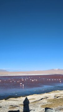 Flock of pink flamingos wading in Laguna Colorada red salt lake with volcanic mountains under deep blue sky, scenic landscape of Eduardo Avaroa National Reserve, Altiplano, Potosi, Bolivia