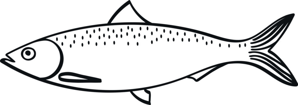 Isolated vector illustration of sardine, black and white linear sketch.