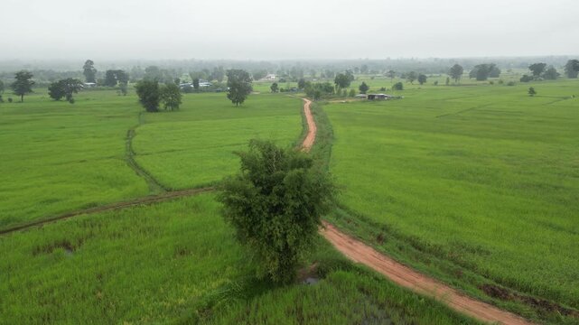 Aerial view of misty paddy field and country road surrounding a rural village at dawn. These areas serve as one of the country's most important rice-producing regions in Thailand.